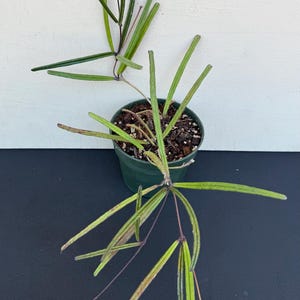 Hoya Insularis in 4.5”pot - rare hoya - wax plant - attractive foliage - beautiful flowers - houseplants - flashy leaves