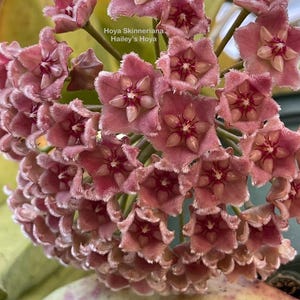 Hoya Skinneriana in 4.5”pot - rare hoya - wax plant - beautiful scented flowers - houseplants - flashy leaves