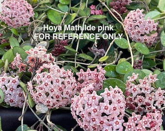 Hoya vangviengiensis – Unsolicited Plant Talks