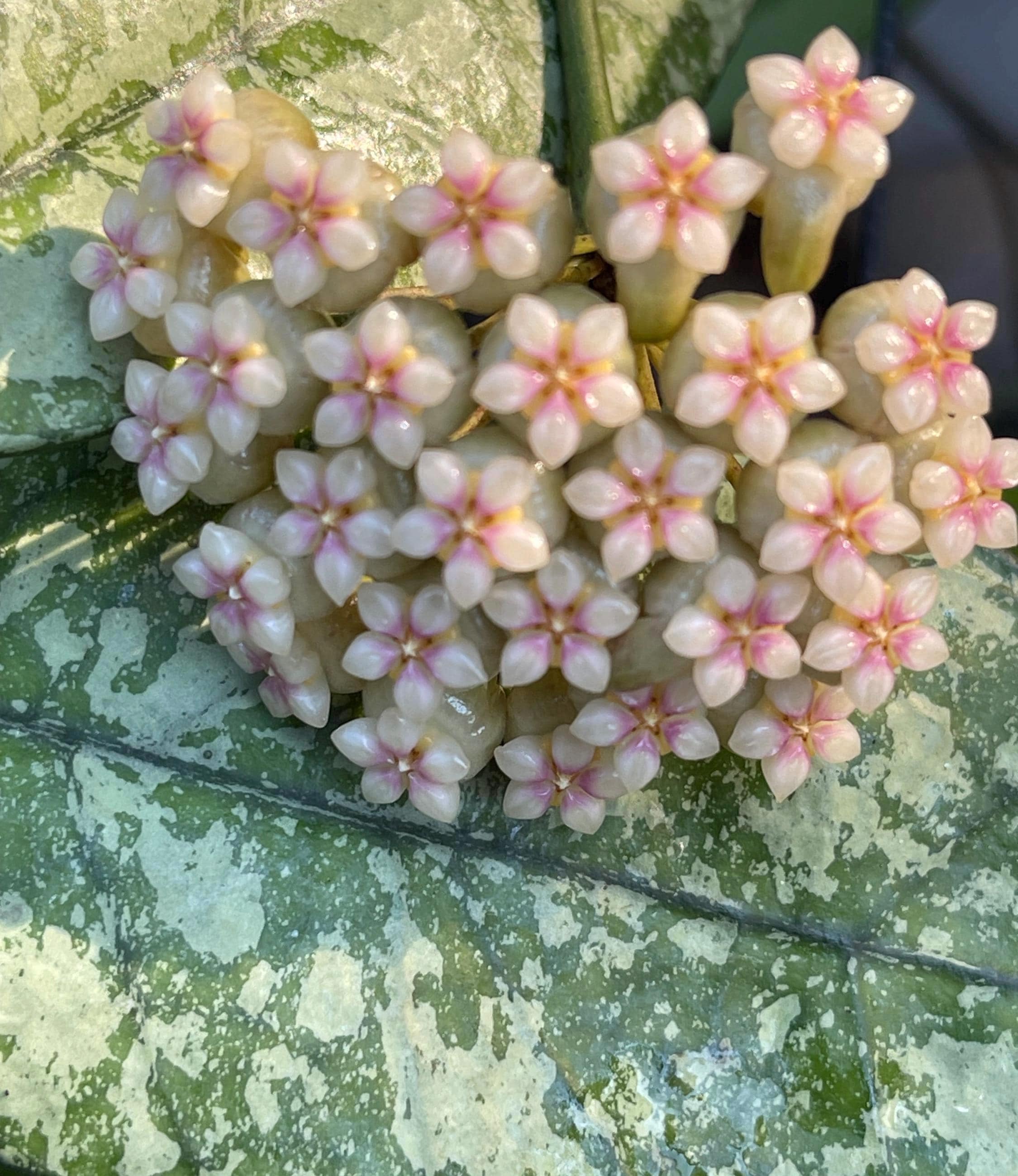 Hoya Crassipetiolata Splash in 4.5”pot - Rare Hoya - Wax Plant