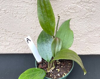 Hoya Rigida Cream Flower in 4.25”pots - rare hoya - wax plant - attractive foliage - beautiful scented flowers - houseplants - flashy leaves