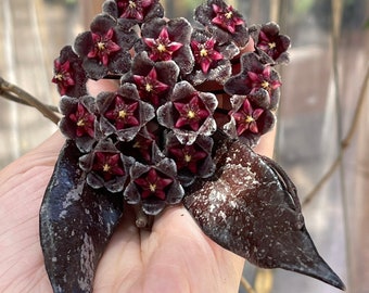 Hoya Pubicalyx Royal Hawaiian purple in 4.25”pots - rare hoya - wax plant - beautiful scented flowers - houseplant - flashy leaves