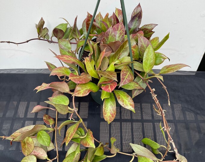 Hoya Sunrise in 6pot Rare Hoya Wax Plant Veined Attractive Foliage