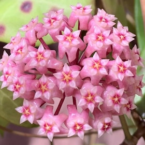 Hoya Parasitica pink flowers in 4.5”pots - rare hoya - wax plant - attractive foliage - beautiful scented flowers - houseplants