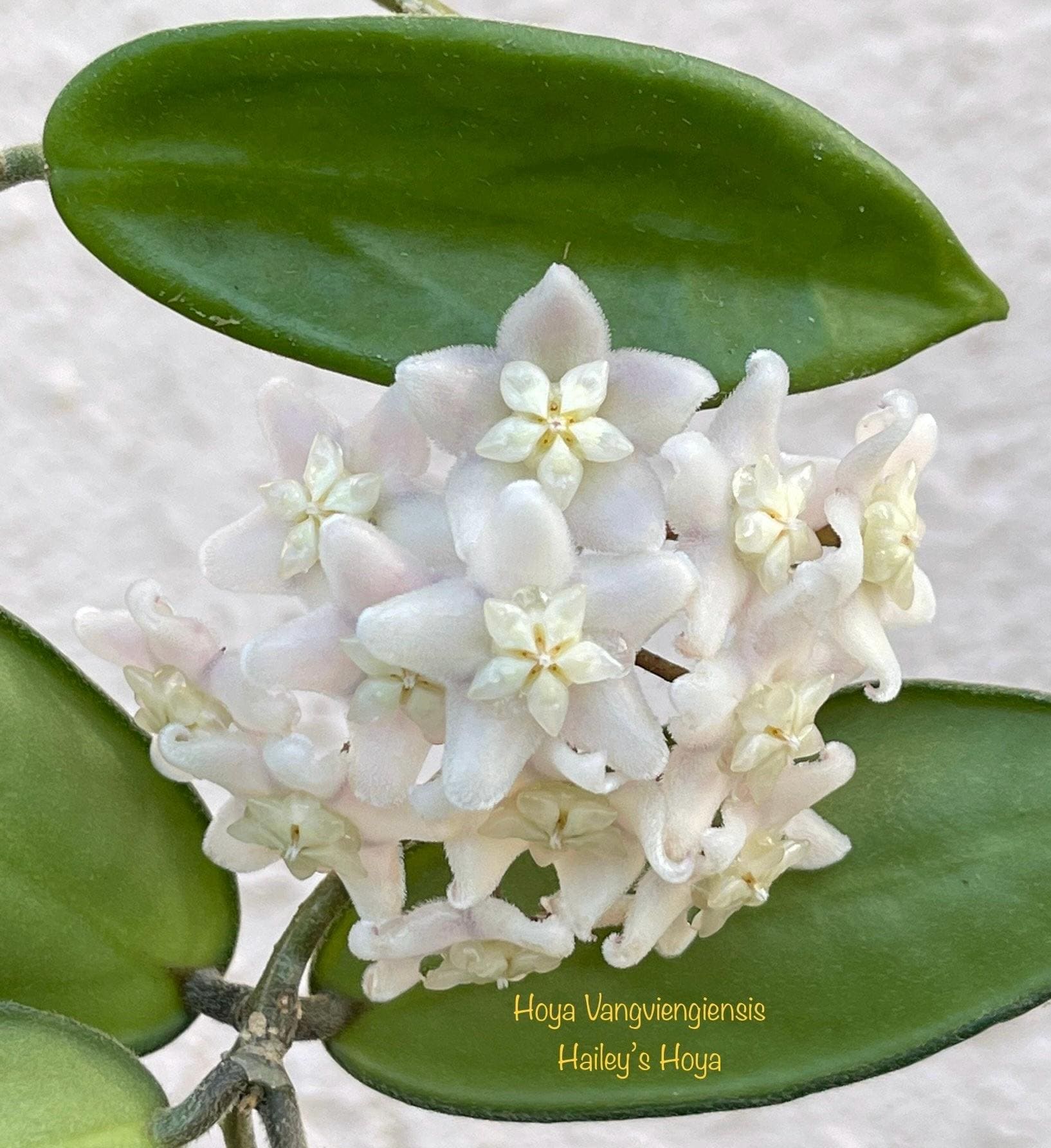 Hoya vangviengiensis – Unsolicited Plant Talks