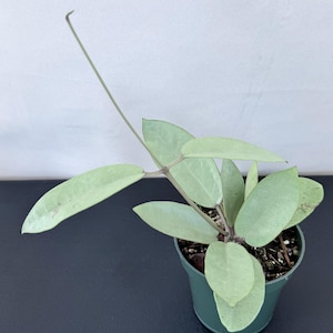 Hoya Silver Dollar Plant / Rare Wax Plant / Ship in a 4.5 inch Nursery Pot