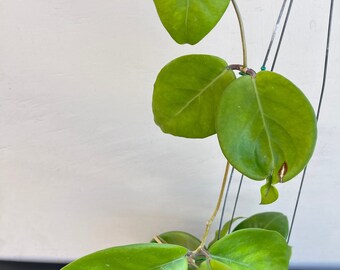 Hoya Nervosa in 4.25”pot - exact plant - rare hoya - wax plant - beautiful scented flowers - houseplants - flashy leaves