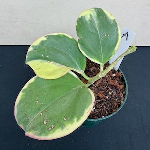 Hoya Pachyclada Albomarginata in 4.5”pots - rare hoya - wax plant - attractive foliage - houseplants - flashy leaves