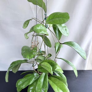 May include: A Hoya plant with glossy, dark green, ovate leaves and thin, trailing stems suspended by black wires. The plant features a small cluster of pale pink, star-shaped flowers emerging from a central point among the foliage.