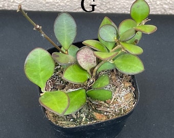 Hoya Carmelae in 3”pots - rare hoya - wax plant - attractive foliage - beautiful scented flowers - houseplant - flashy leaves