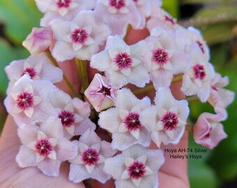Hoya Vangviengiensis - 4