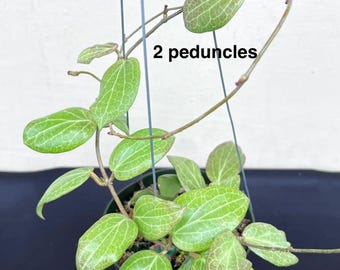 Rare Hoya Vangviengiensis | 4