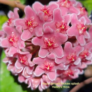 May include: Close-up of a cluster of pink Hoya carnosa freckles splash flowers. Each star-shaped bloom has a white edge and a red and yellow center. The text "Hoya carnosa freckles splash Hailey's Hoya" is visible.