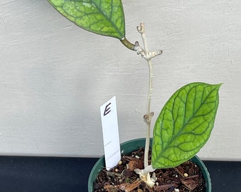 Hoya Irina in 4.25”pots - rare hoya - wax plant - veined attractive foliage - beautiful scented flowers - houseplants - flashy leaves