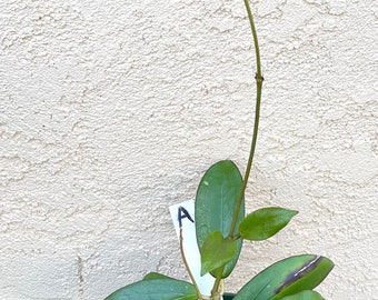 Hoya Erythrina X Jennifer in 4.25”pots - rare hoya - wax plant - veined attractive foliage - beautiful flowers - houseplants - flashy leaves