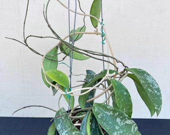Hoya Vangviengiensis in 4.5
