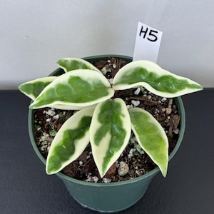 Hoya Carnosa Suzie Q in 4.5”pot / H5