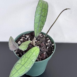 May include: A Hoya plant with elongated, textured green leaves featuring prominent dark veining and light speckling. The plant is potted in a small, round, green plastic container filled with dark potting soil and organic matter.