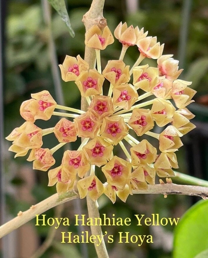 1050 ＊ ホヤ ＊ hoya ＊ hanhiae ＊ yellow Hoya hanhiae Yellow/Pink Flowers Wildly For Third Time This