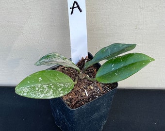 Hoya Wilbur Graves in 3”pots - rare hoya - wax plant - exact plant - houseplants - flashy leaves