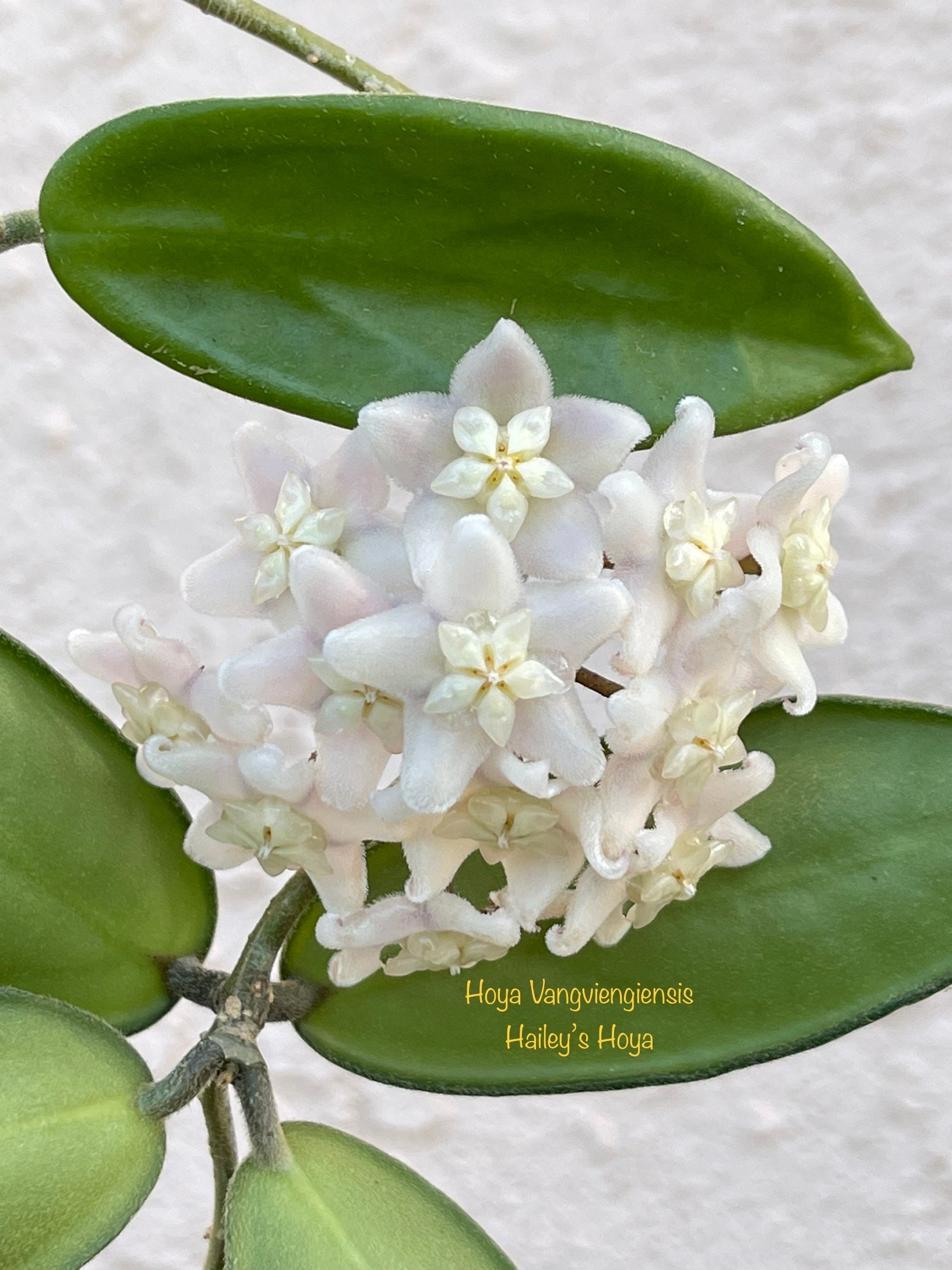 Hoya vangviengiensis – Unsolicited Plant Talks