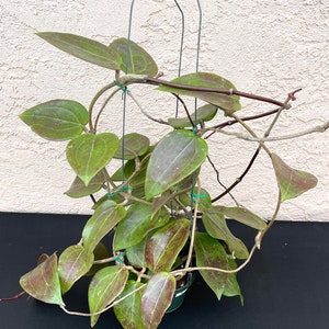 Hoya Sp.22 Khao Yai in 4.25”pot, w/peduncles - rare hoya - wax plant - beautiful scented flowers - houseplants - flashy leaves