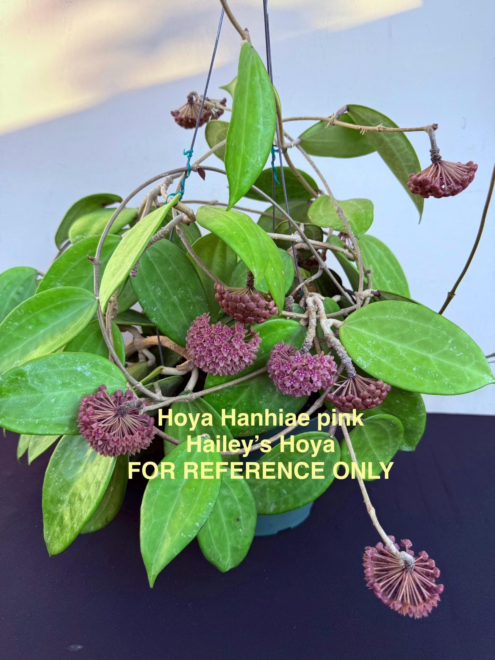 Hoya patera pink②花座付き。 Hoya_carnosa_pink_chart_flower