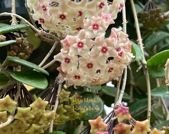 Hoya Mathilde in 6”pots w/peduncle - rare hoya - wax plant - attractive foliage - beautiful scented flowers - houseplants - flashy leaves