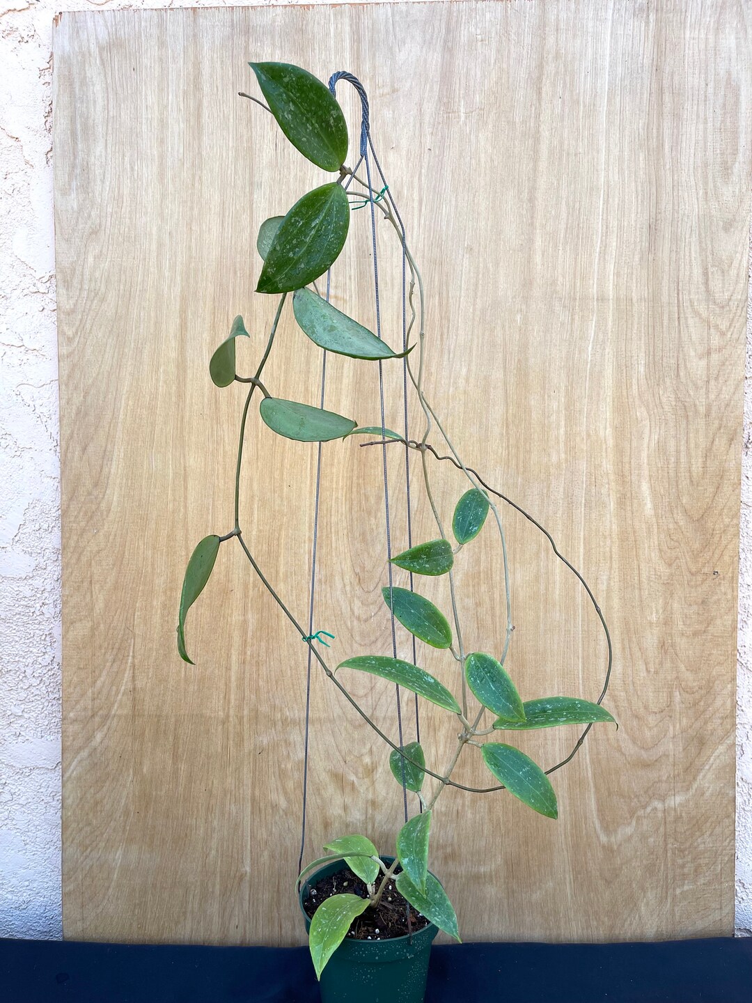 Hoya Wibergiae in 4.25pot Rare Hoya Wax Plant Veined Attractive Foliage ...
