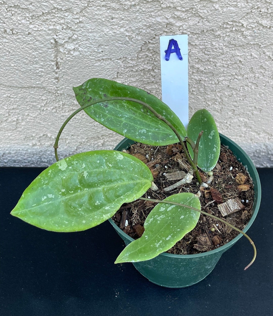 Hoya Wibergiae in 4.25pots Rare Hoya Wax Plant Veined Attractive ...