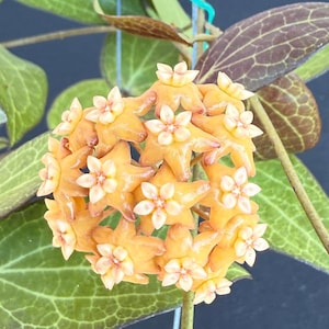 May include: Close-up of a cluster of star-shaped flowers in shades of orange and peach. The flowers are arranged in a spherical shape, with small, light-colored centers. Green leaves with visible veins surround the flower cluster, with a dark background.