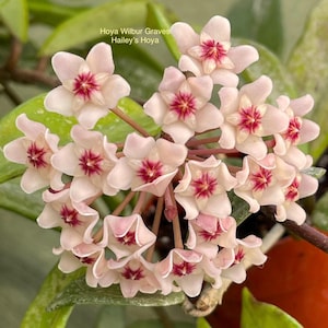 May include: Close-up of a cluster of Hoya Wilbur Graves flowers, also known as Hailey's Hoya. The flowers are star-shaped with pale pink petals and a deep red center. Green leaves and stems are visible in the background.