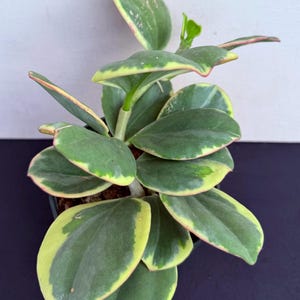 Hoya Pachyclada Albomarginata, w/a peduncle in 4.5”pot - rare hoya - wax plant - attractive foliage - houseplants - flashy leaves