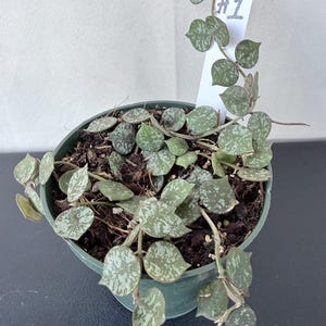 May include: A potted Hoya plant with round, speckled leaves in a green pot. The leaves are a light green color with darker green spots. A white tag with the number "#1" is attached to the plant.