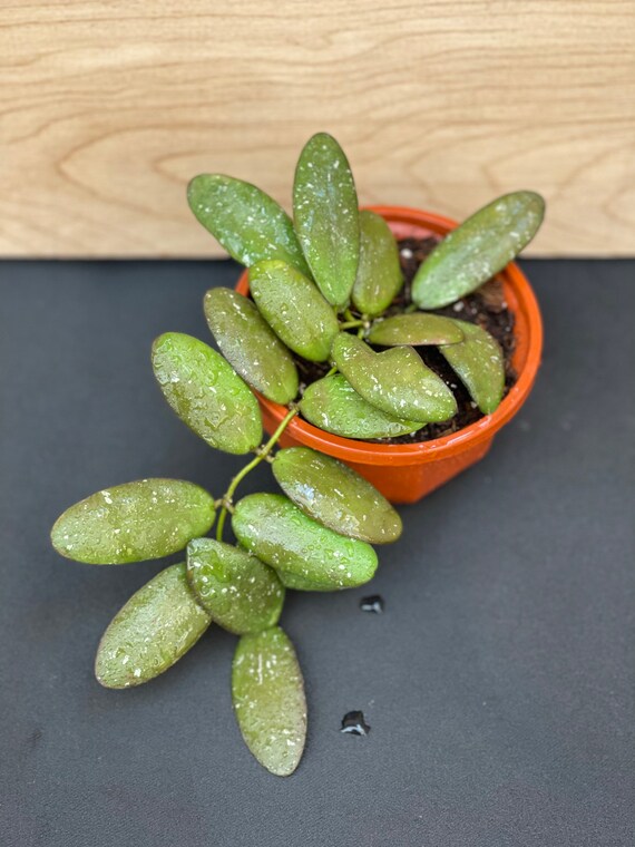 Hoya GPS 7240 in 4pot Rare Hoya Wax Plant Attractive Etsy