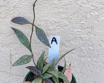 Hoya Parviflora splash in 4”pots - rare hoya - wax plant - attractive foliage - beautiful scented flowers - houseplant - flashy leaves