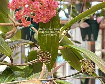 Hoya Benvergarai in 4.25”pots - rare hoya - wax plant - veined attractive foliage - beautiful scented flowers - houseplants - flashy leaves