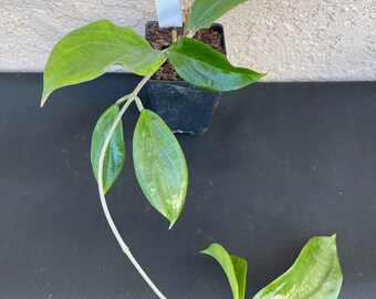 Hoya UT-033 in 3”pot - rare hoya - wax plant - beautiful scented flowers - houseplants - flashy leaves