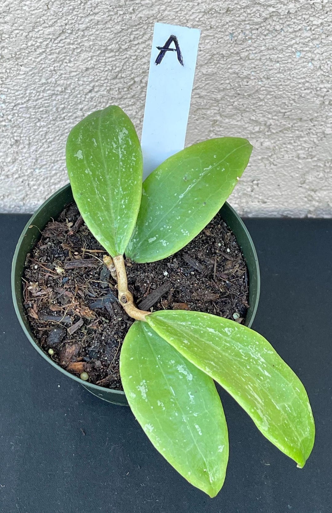 Hoya Wibergiae in 4.5pots Rare Hoya Wax Plant Attractive Foliage ...