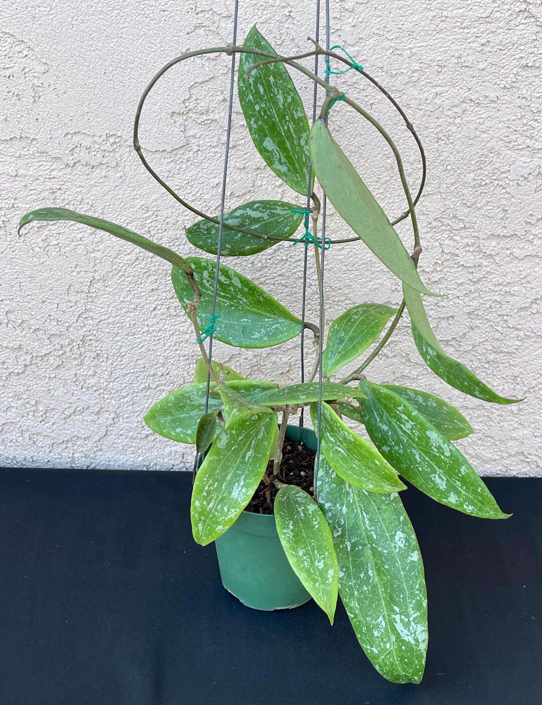Hoya Wibergiae in 4pot Rare Hoya Wax Plant Attractive Foliage Beautiful ...