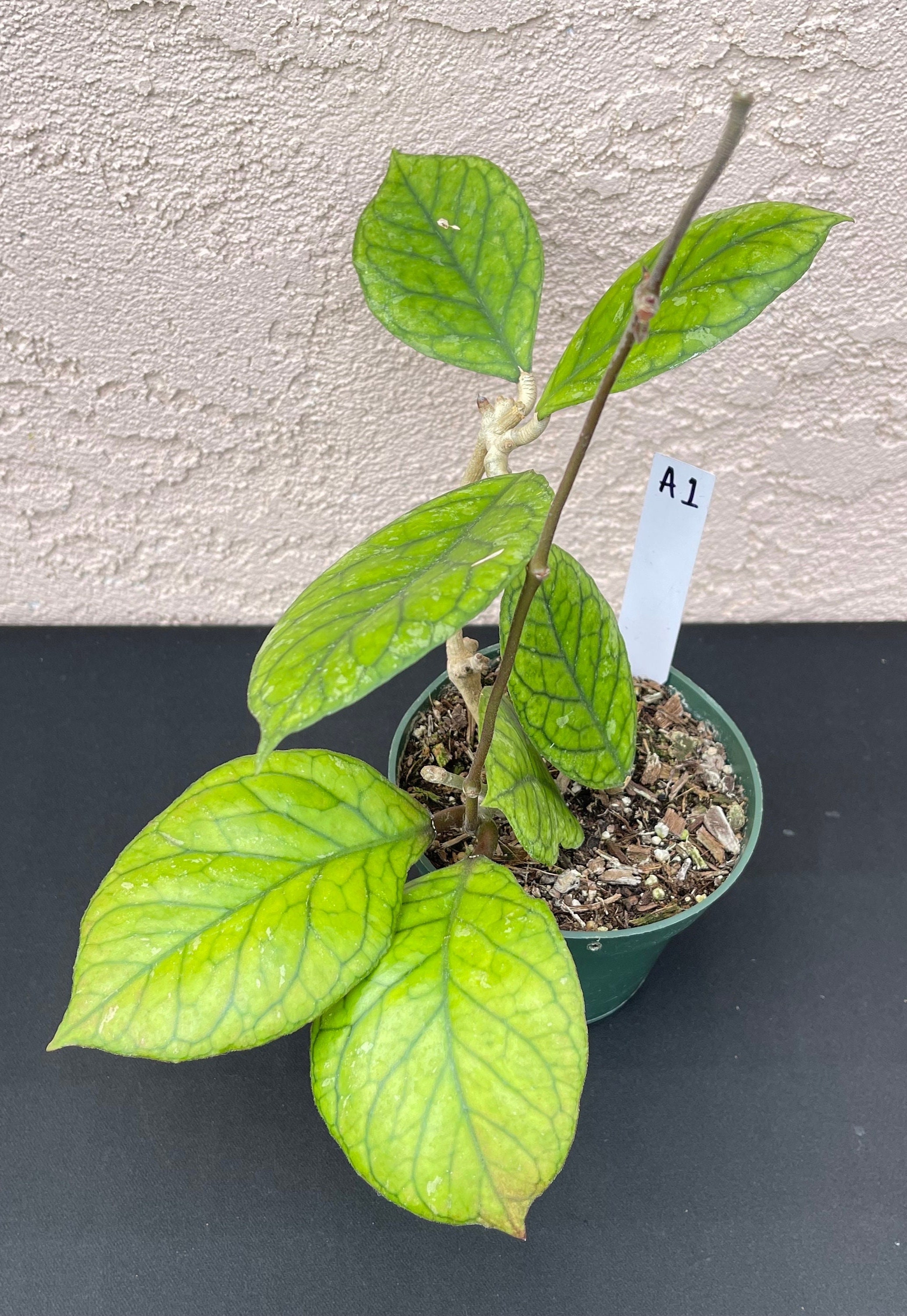 Hoya Irina in 4.25”pots - Rare Hoya - Wax Plant - Veined