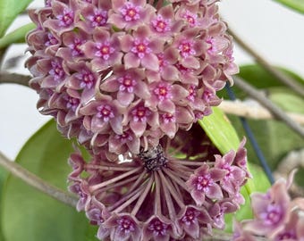 Extremely Rare HOYA 'NOONA' PINK / Live Plant Arrival Guarantee