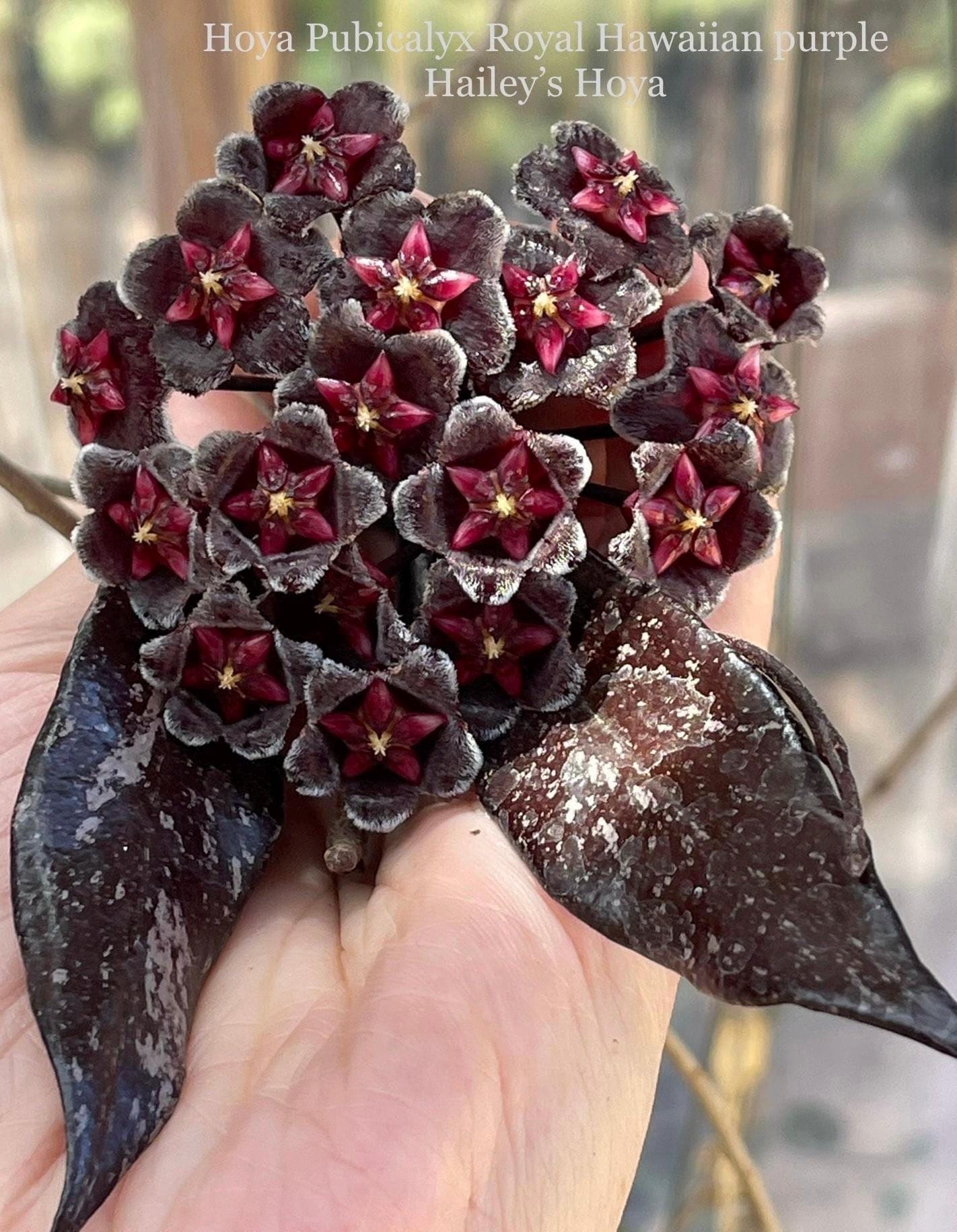 ホヤ　ロイヤルハワイアンパープル Hoya pubicalyx 'Royal Hawaiian Purple'】 ホヤ ロイヤル