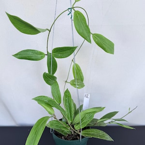 May include: A trailing Hoya plant with long, pointed, light green leaves featuring prominent silver veining. The plant is housed in a dark green plastic pot suspended by thin metal wires and includes a small white plant marker labeled H2.