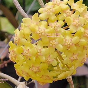 May include: A cluster of star-shaped Hoya cv. Noelle flowers with pale yellow petals and pink centers. The text Hoya cv. Noelle Hailey's Hoya and Hoya Fusco Marginata Hailey's Hoya is visible on the image. The plant has a rounded, dense bloom.