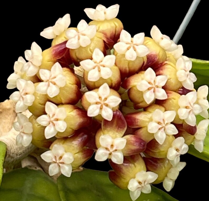 Hoya Callistophylla long leaves in 4.25pots rare hoya wax plant veined attractive foliage beautiful scented flowers houseplants image 3