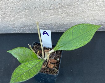 Hoya Finlaysonii big leaves in 3”pots - rare hoya - wax plant - veined attractive foliage - houseplants - flashy leaves