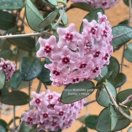 Hoya Vangviengiensis in 4.5