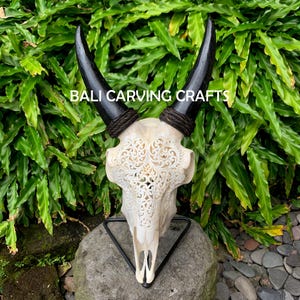 Goat Skull Carved, OrigInal Goat Skull Carving