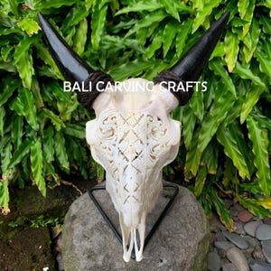 Goat Skull Carved, OrigInal Goat Skull Carving